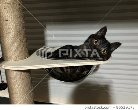 kitten kitten 96529173