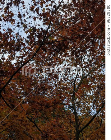 Mt. Takao秋葉 96529580