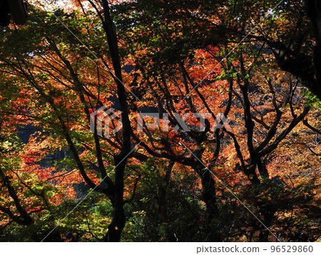 Autumn leaves of Kyoto Ohara Jurikoin Autumn leaves of Kyoto Ohara Jurikoin 96529860
