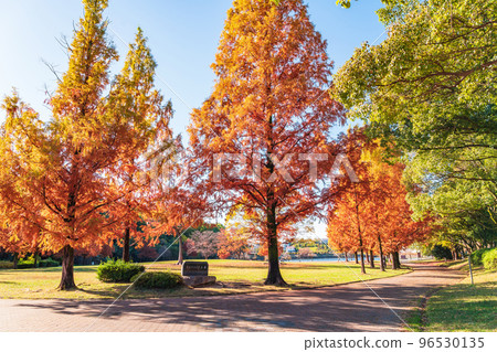 和平公園、紅葉水杉<愛知縣名古屋市> 和平公園、紅葉水杉<愛知縣名古屋市> 96530135