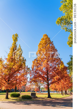 和平公園、紅葉水杉<愛知縣名古屋市> 和平公園、紅葉水杉<愛知縣名古屋市> 96530136
