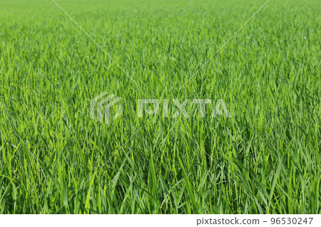 Baby Green rice field in countryside at thailand Baby Green rice field in countryside at thailand 96530247