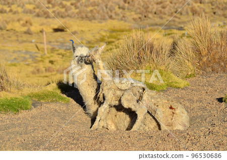 Baby Llama 新生兒駱駝 96530686