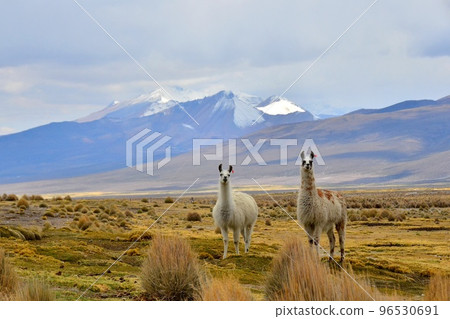 Llama Llama 96530691