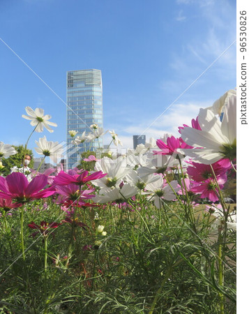 Skyscrapers seen through cosmos flowers 96530826