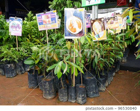 MELAKA, MALAYSIA - MARCH 4, 2022: Durian tree seedlings on display for sale. The durian tree is a type of tropical tree whose fruit has a high commercial value. Also known as the king of fruits, MELAKA, MALAYSIA - MARCH 4, 2022: Durian tree seedlings on display for sale. The durian tree is a type of tropical tree whose fruit has a high commercial value. Also known as the king of fruits, 96530840
