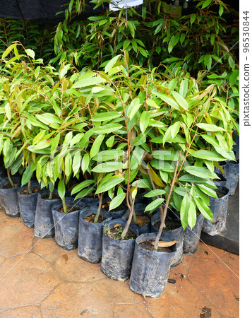 MELAKA, MALAYSIA - MARCH 4, 2022: Durian tree seedlings on display for sale. The durian tree is a type of tropical tree whose fruit has a high commercial value. Also known as the king of fruits, 96530844