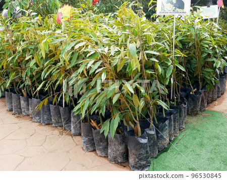 MELAKA, MALAYSIA - MARCH 4, 2022: Durian tree seedlings on display for sale. The durian tree is a type of tropical tree whose fruit has a high commercial value. Also known as the king of fruits, 96530845