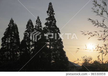 旭和雪松 96530959