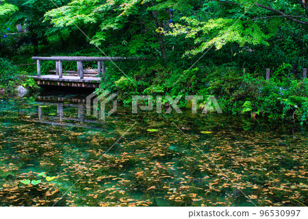 [Gifu Prefecture Superb View] Monet's Pond 96530997
