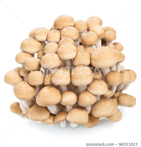 group of edible Hon shimeji mushrooms isolated group of edible Hon shimeji mushrooms isolated 96531023
