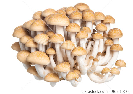 group of edible Hon shimeji mushrooms isolated 96531024