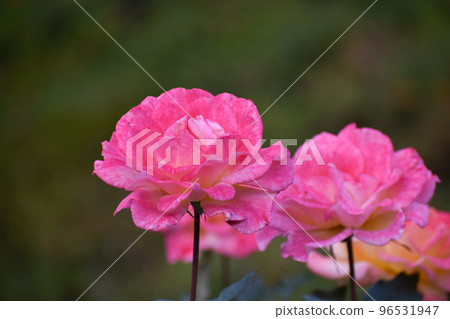 Pale pink roses blooming in the autumn rose garden 96531947
