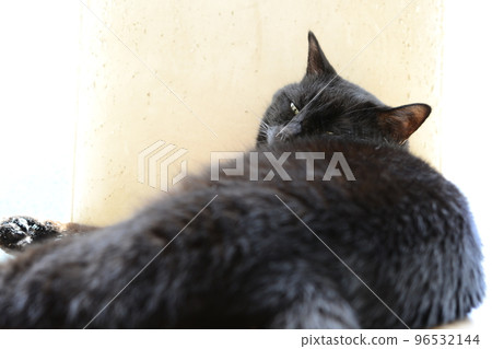 sleeping black cat sleeping black cat 96532144