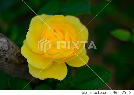Yellow rose Yellow rose 96532560