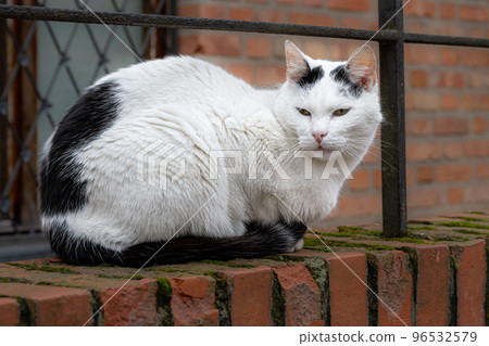 A black and white cat sits on a red brick arch. Red brick wall in the background 96532579