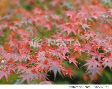 秋天的樹葉 秋天的樹葉 96532932