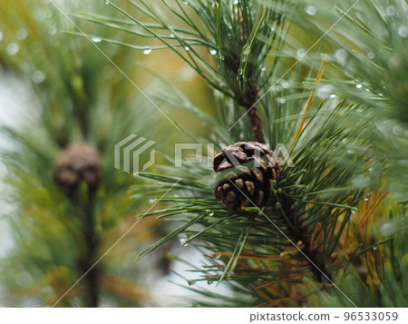 Pinecone Pinecone 96533059