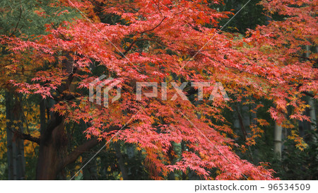  秋葉和竹林 96534509