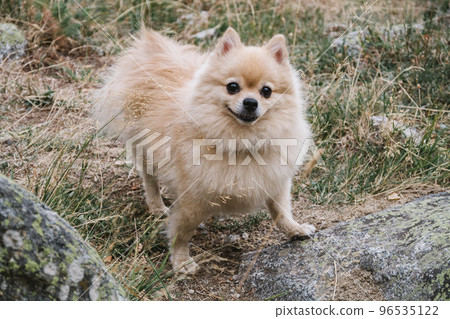 A cute cheerful spitz standing on the stones. Happy dog walking in the nature. 96535122