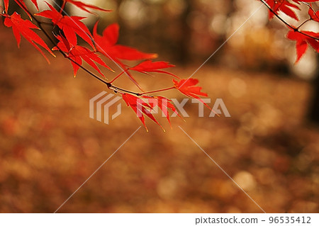 Autumn scenery of Bongsan 96535412