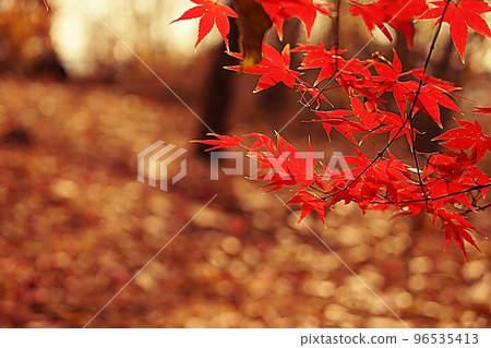 鳳山的秋景 96535413