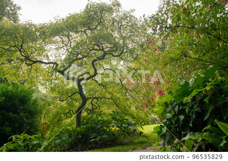 Amazing big palmate maple ( japanese maple) in Japanese garden of Leverkusen 96535829