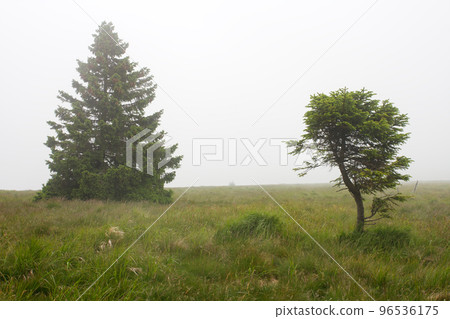 Two trees of spruce on mountain meadow on foggy summer day. Jesenik mountains.  96536175
