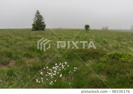 Two trees of spruce on mountain meadow on foggy summer day. Jesenik mountains.  96536176