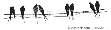 Wild bird silhouettes on wire. Sitting black swallows 96536509