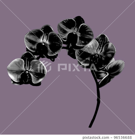 Graphic black orchid. Phalaenopsis is a realistic tropical flower. isolated illustration Graphic black orchid. Phalaenopsis is a realistic tropical flower. isolated illustration 96536688