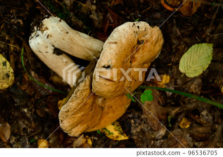 Mushrooms are picked and laid out in rows on leaves and grass in the forest, harvesting mushrooms in the forest. 96536705
