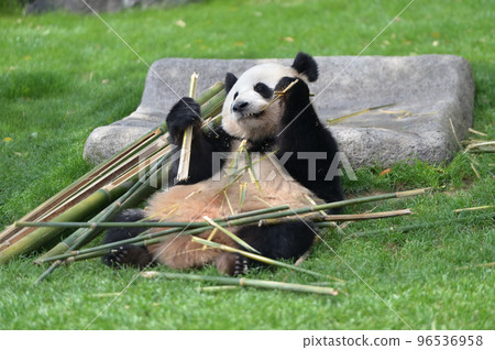 美味地吃竹子的櫻濱 96536958