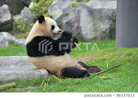 Sakurahama eating bamboo deliciously 96537013