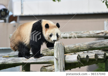 Momohama playing on the playground equipment 96537040