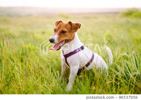 Happy active dog, jack russell playing in the park. Domestic dog concept. Happy active dog, jack russell playing in the park. Domestic dog concept. 96537056