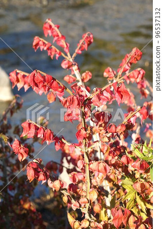 Brilliant red euonymus/October 2022　 96537132