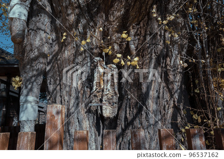 [Autumn] Breast ginkgo [Ikusaka Village, Higashi-Chikuma-gun] 96537162