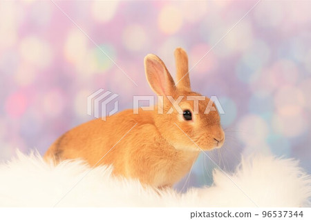 rabbit snap 96537344