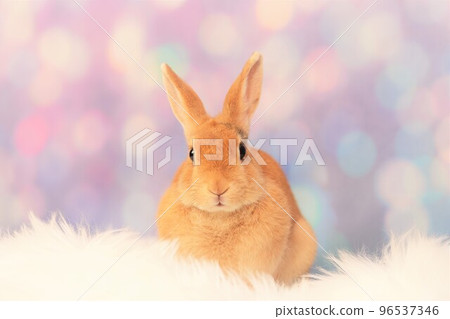 rabbit snap 96537346