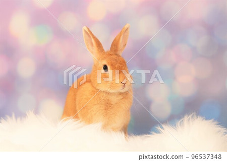 rabbit snap 96537348