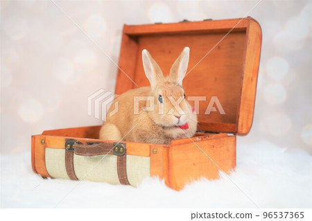 rabbit snap 96537365