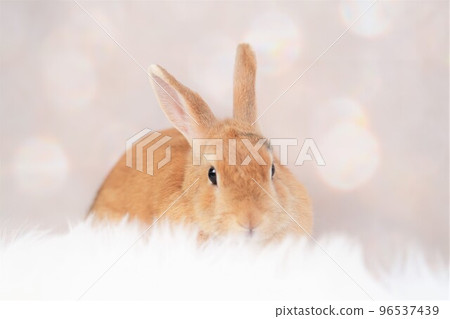 rabbit snap 96537439