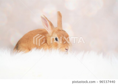 rabbit snap 96537440