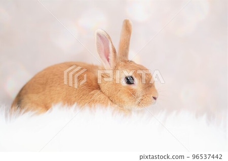 rabbit snap 96537442