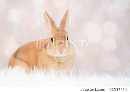 rabbit snap 96537454