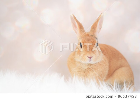 rabbit snap 96537458