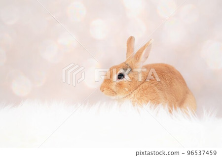 rabbit snap 96537459