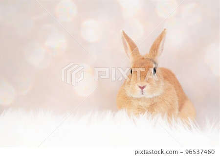 rabbit snap 96537460