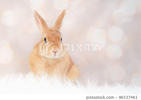 rabbit snap 96537461